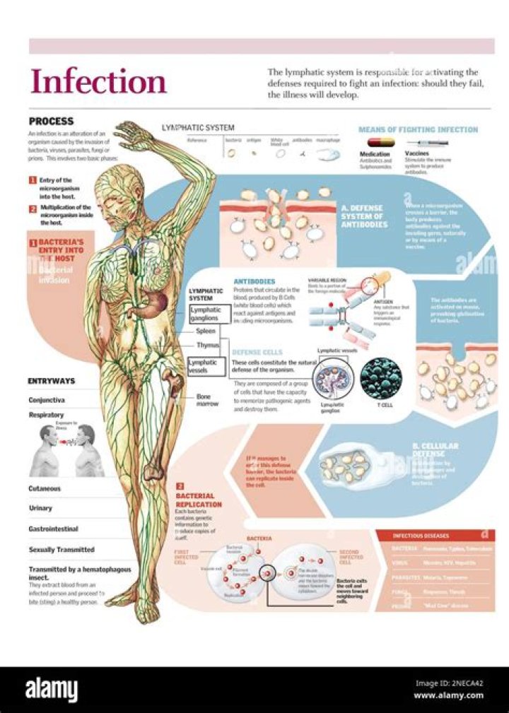 How do you know if your body is fighting an infection?