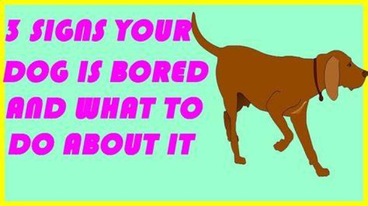 How do you know if your dog is bored?