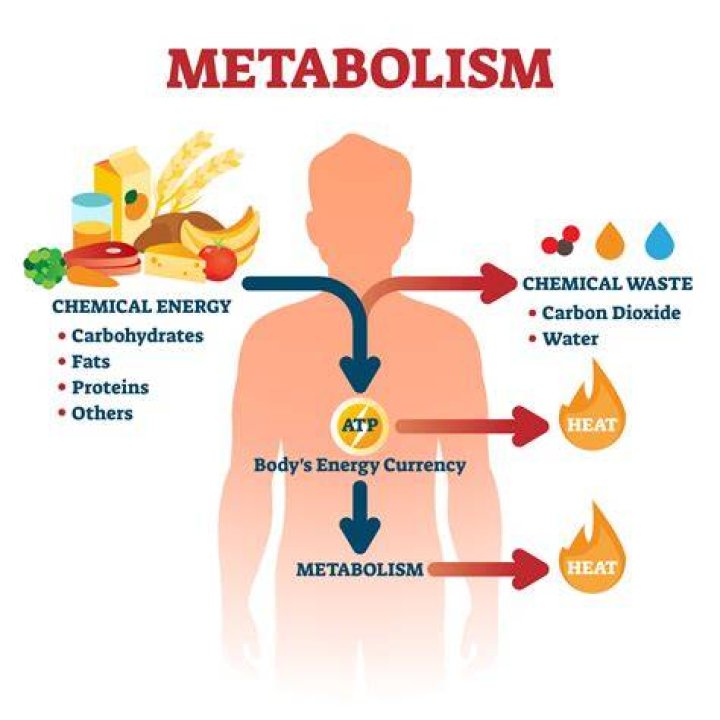 How do you lose weight with a slow metabolism?