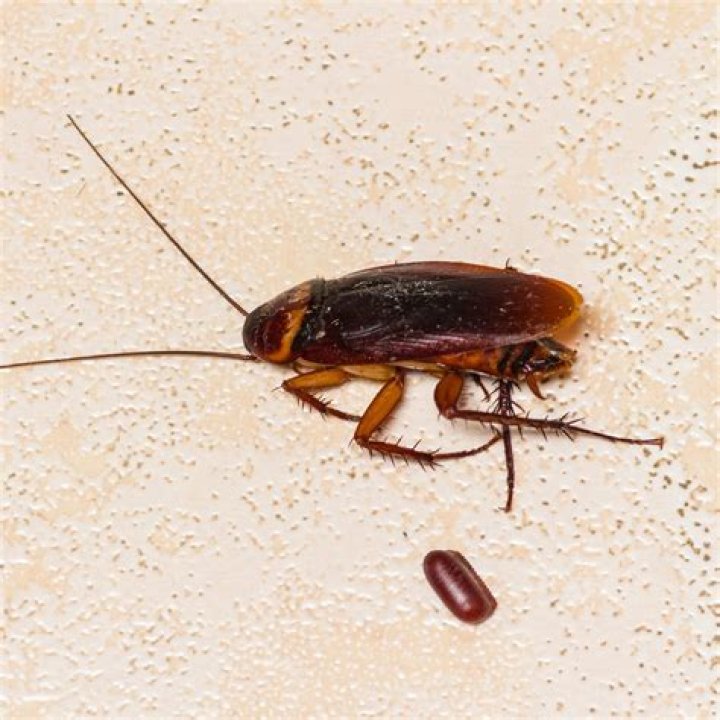 How do you lure a cockroach out of hiding?