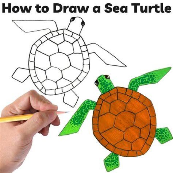 How do you make a turtle feel loved?