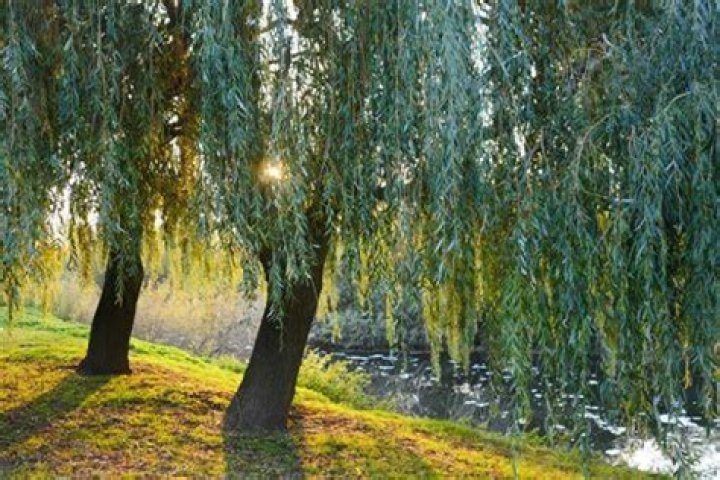 How do you prevent willow blight?