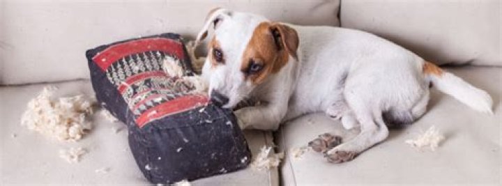 How do you punish a puppy for biting?