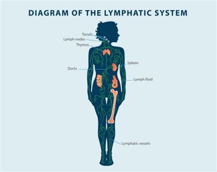 How do you reset your lymphatic system?