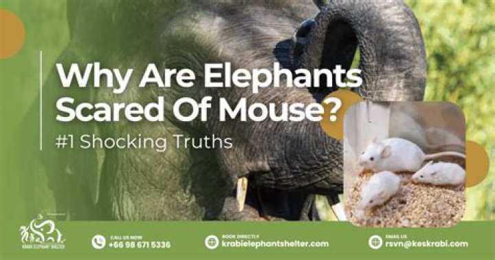 How do you scare an elephant?