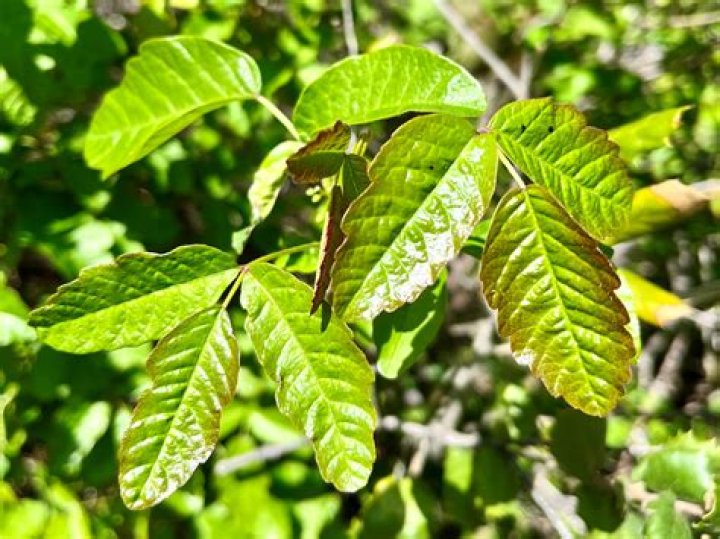 How do you secretly poison a tree?