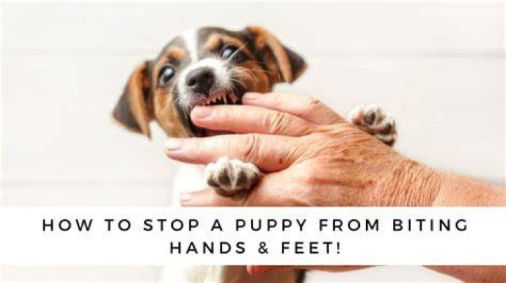 How do you stop a puppy from constantly biting?