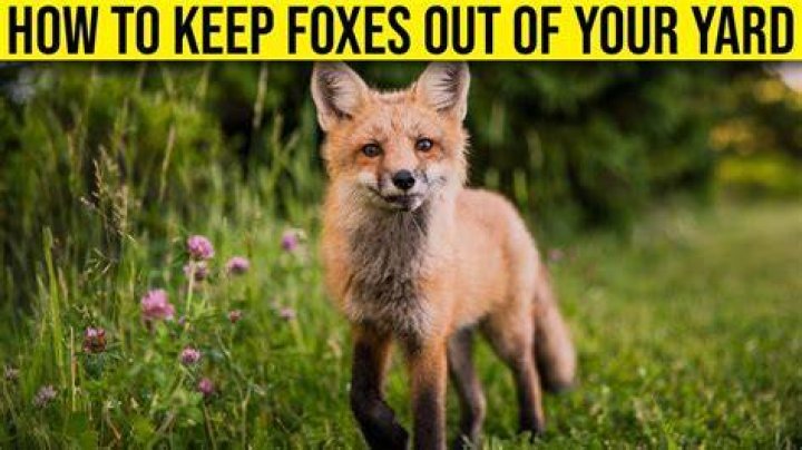 How do you stop foxes from digging?