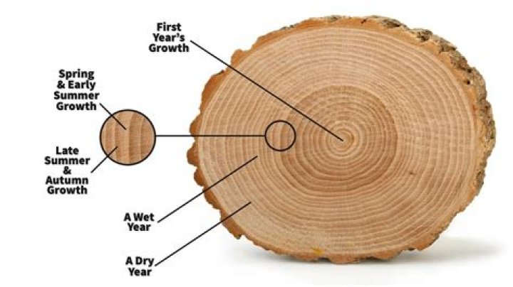 How do you stop new growth on tree trunks?