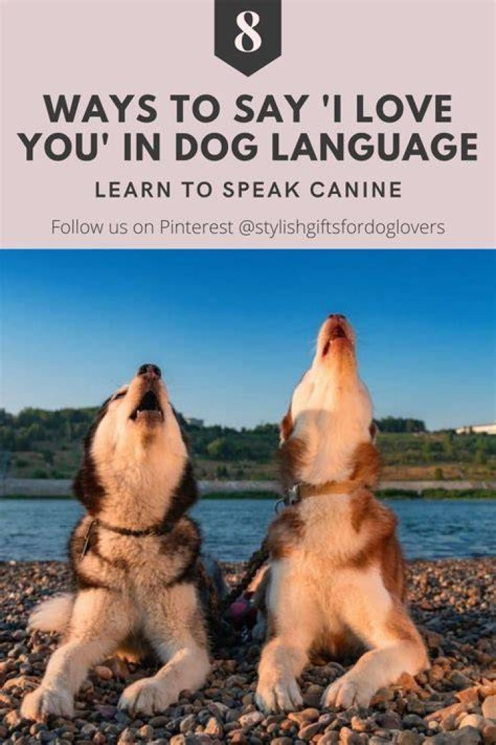 How do you tell a dog you love them in their language?