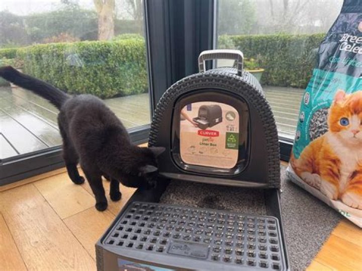 How do you tell if a cat doesn't like you?