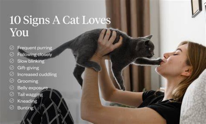 How do you tell if a cat loves you?