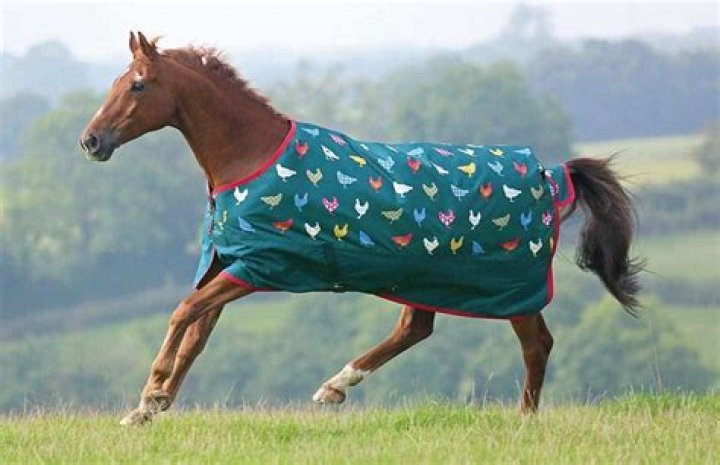 How do you tell if your horse needs a blanket?