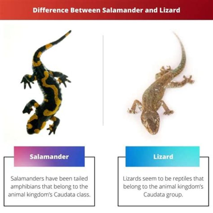 How do you tell the difference between a salamander and a lizard?
