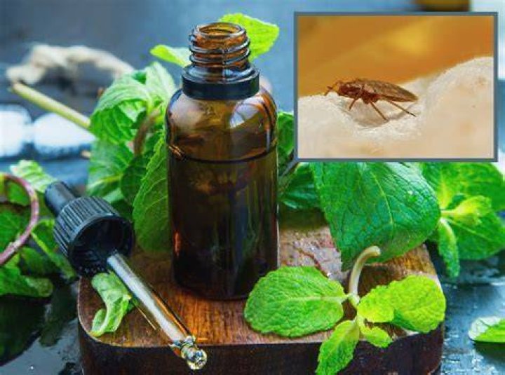 How do you use peppermint oil for bugs?