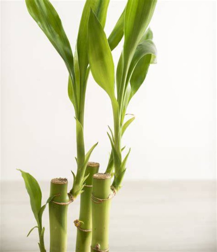 How do you winterize a bamboo plant?