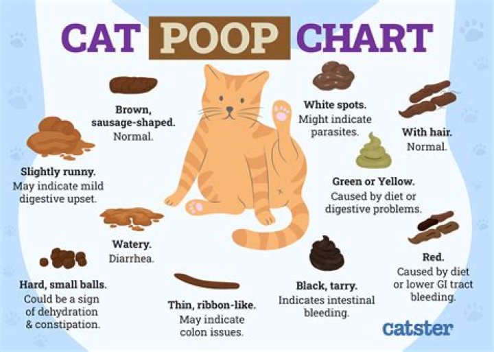 How does a cat act if constipated?