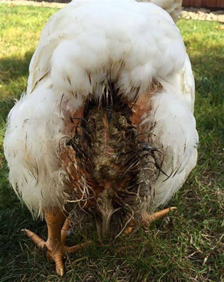 How does a chicken get pregnant?