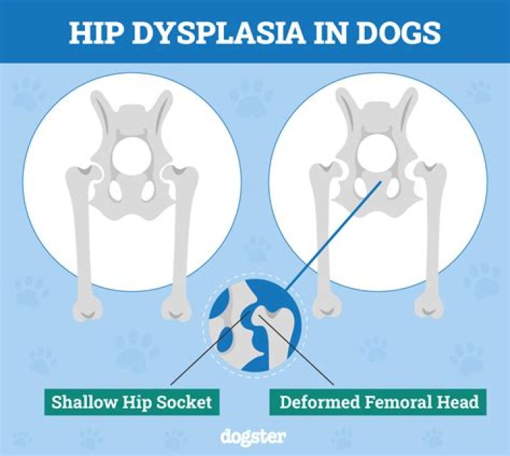 How does a dog act with hip dysplasia?