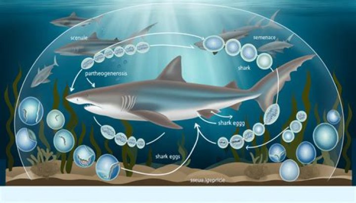 How does a shark reproduce?
