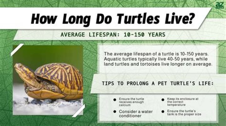 How does a turtle think?