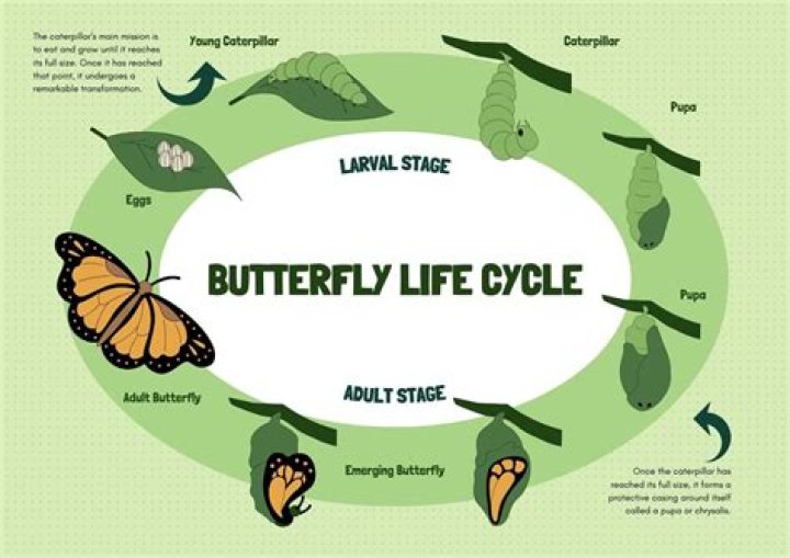 How does a worm become a butterfly?