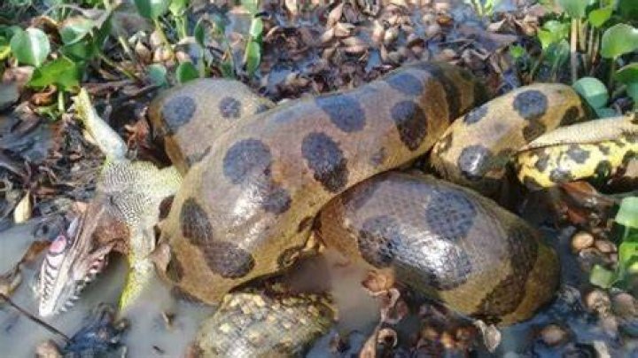 How does Anaconda meat taste?