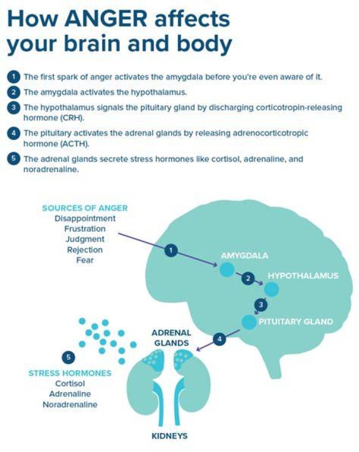 How does anger affect the brain?