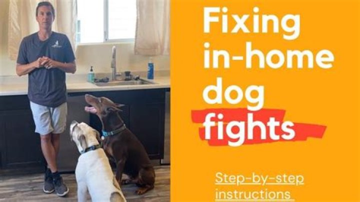How does arguing affect my dog?