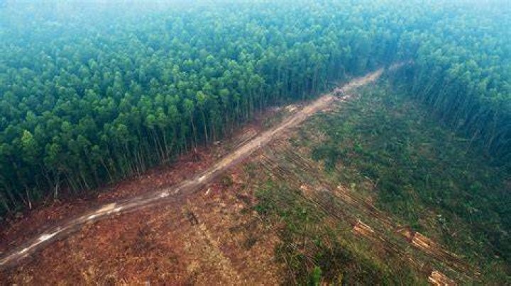 How does deforestation cause flooding?
