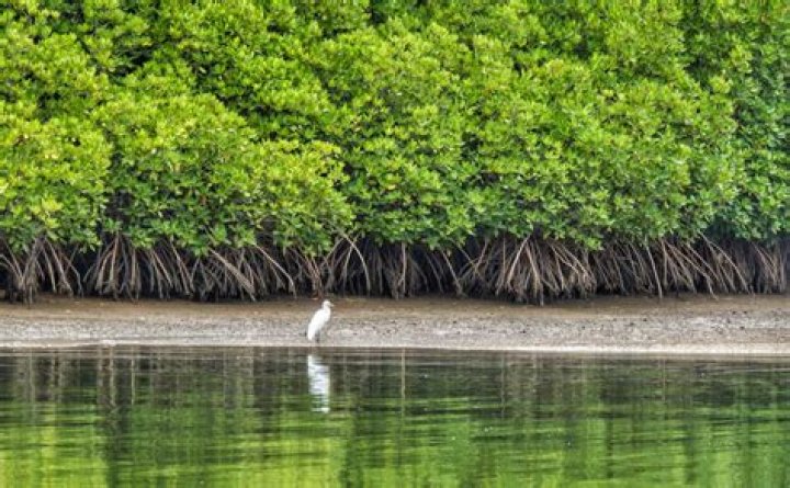 How does mangrove forest contribute to the estuaries?