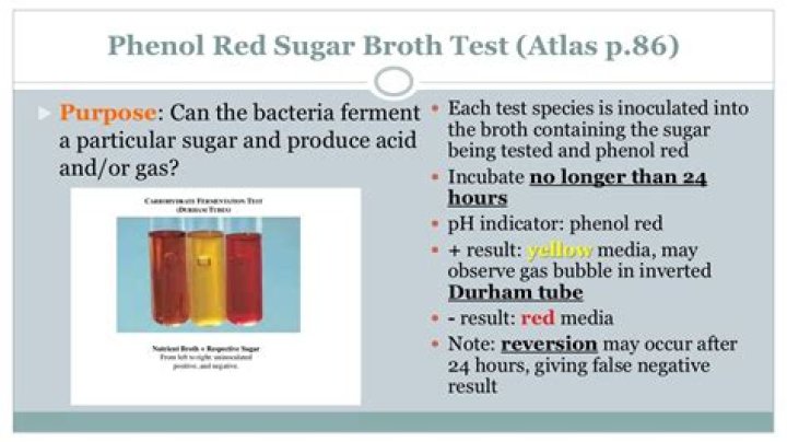 How does phenol get rid of bats?