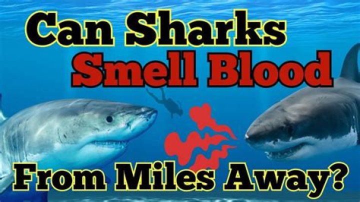 How far away can a shark smell blood?