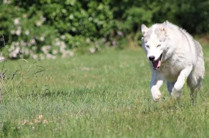 How far can Huskies run?
