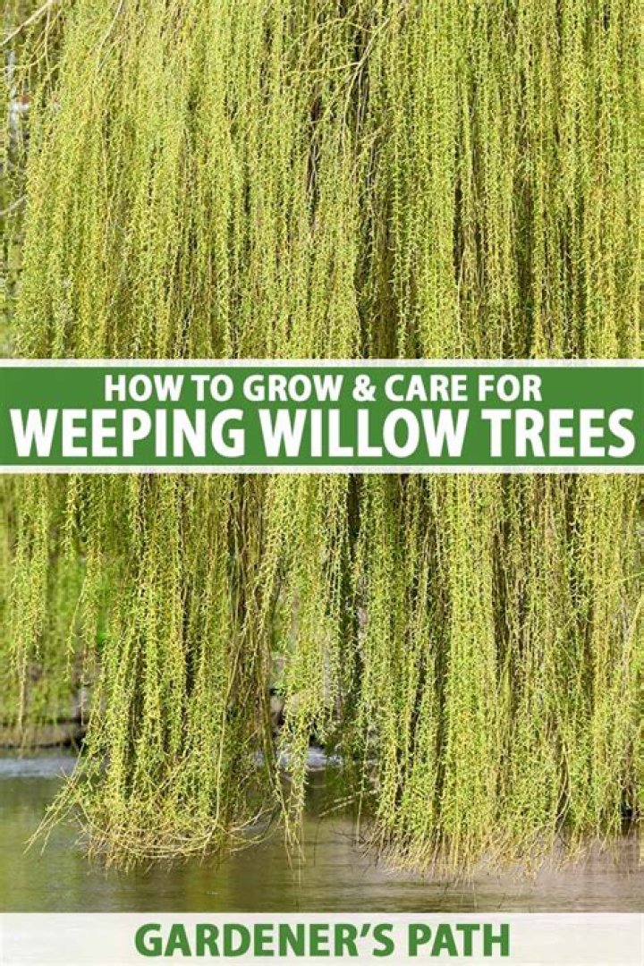 How far do weeping willow roots go?
