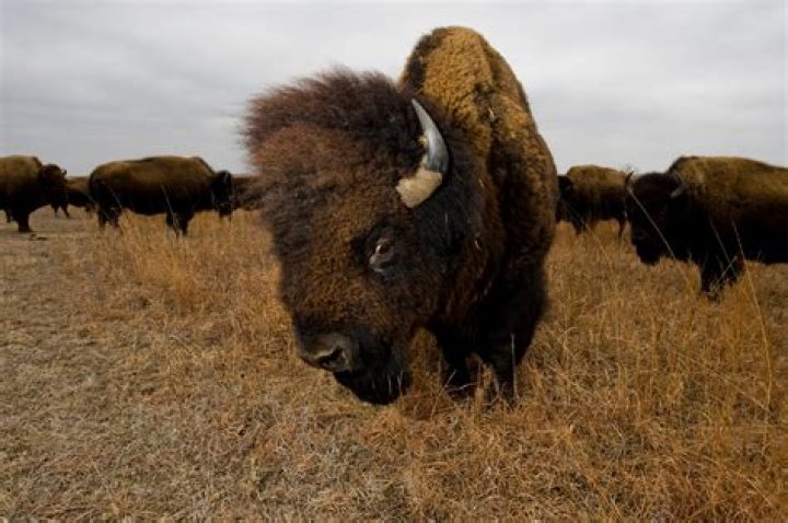 How far east did bison roam?