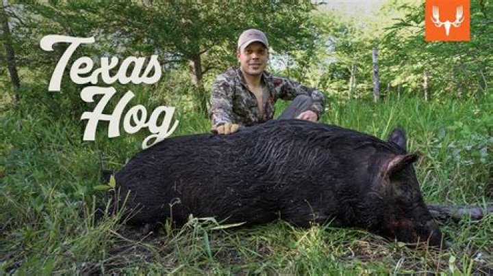 How far from a road can you hunt in Texas?