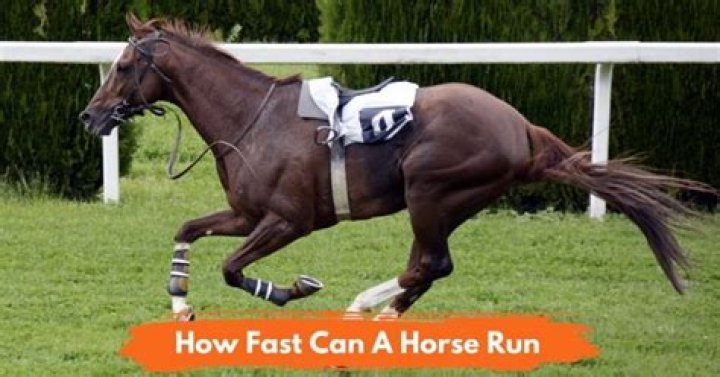 How fast can a horse run?