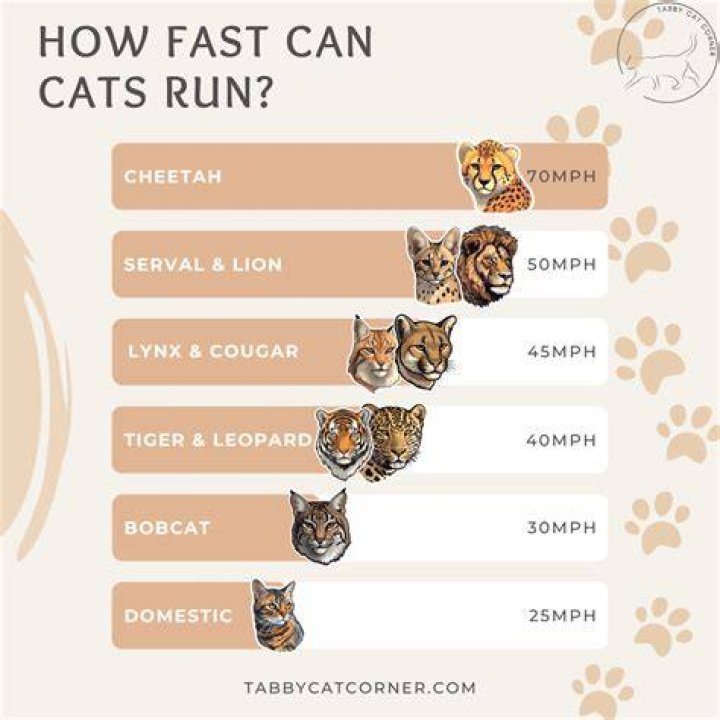 How fast can Tigers run per hour?