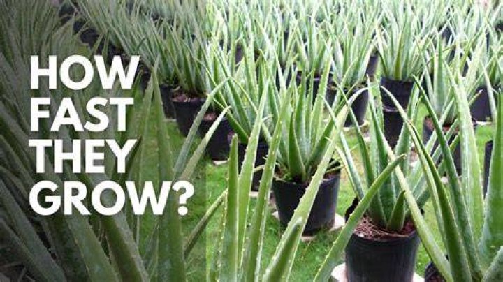How fast do aloe pups grow?