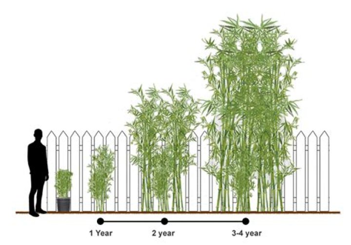 How fast does bamboo grow?