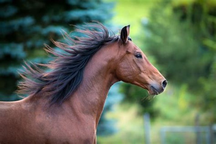 How fast does horse mane grow?