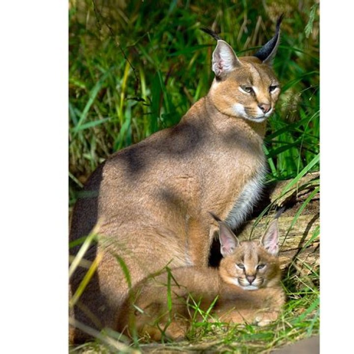 How fast is a caracal?