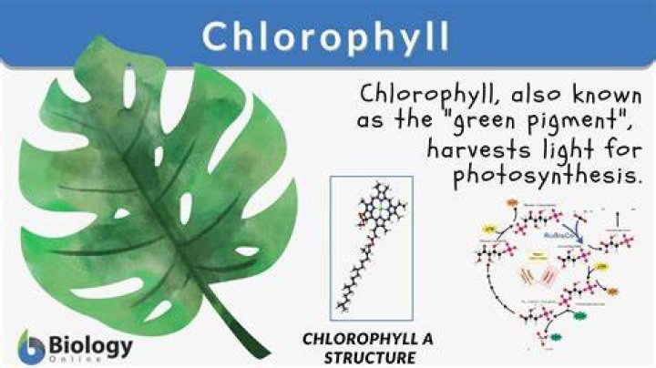 How is chlorophyll measured in the ocean?