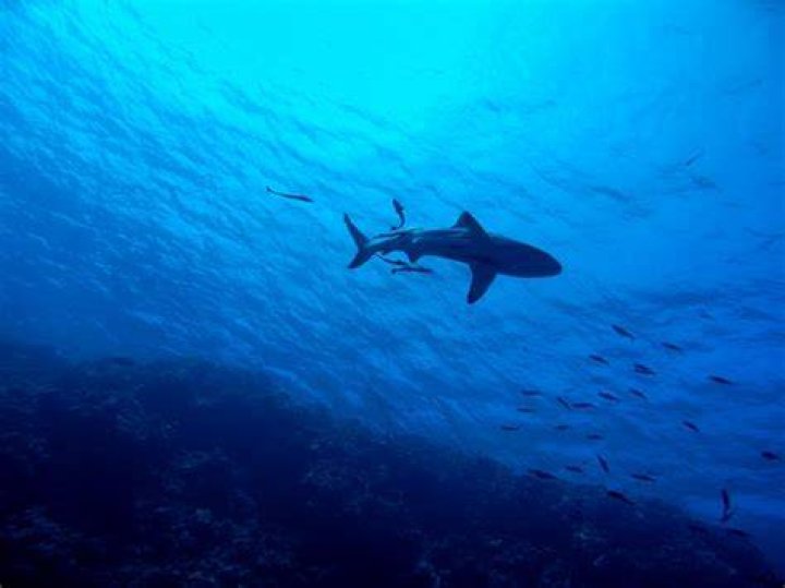 How likely is a shark to attack you?
