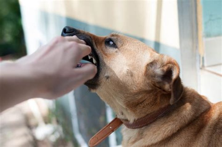 How long after a dog bite does infection set in?