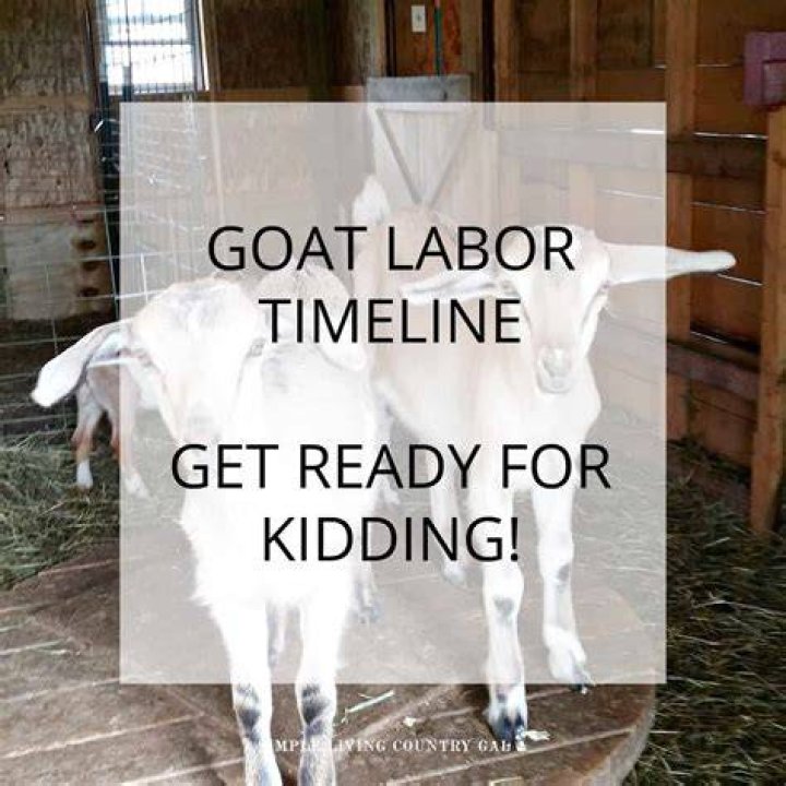 How long are goats in labor for?