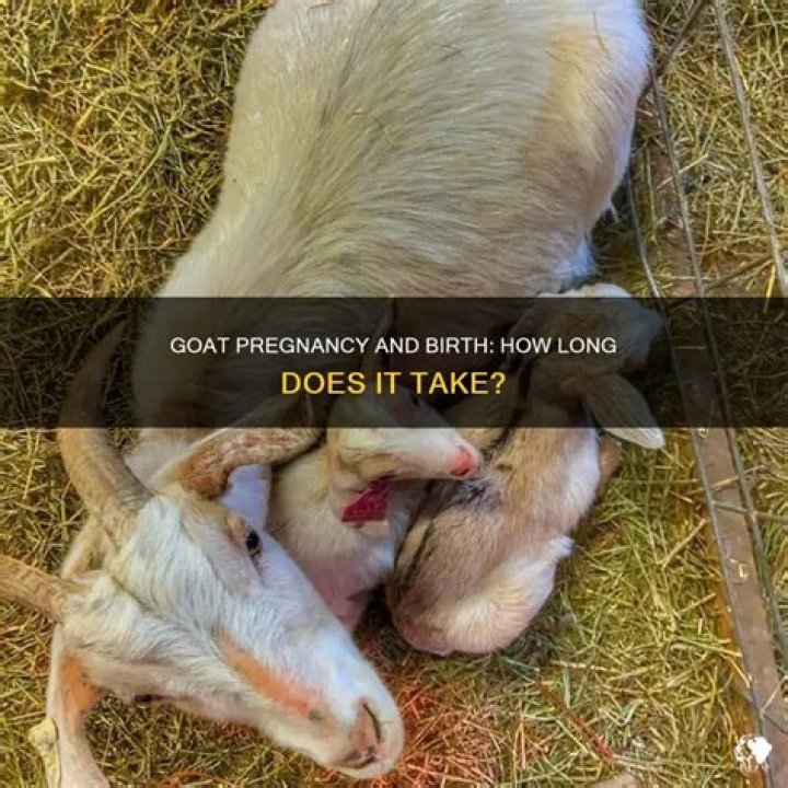 How long before birth does a goat bag up?
