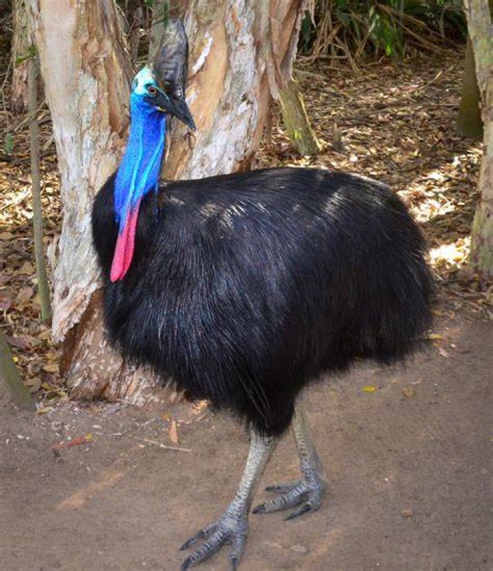 How long can a cassowary live?