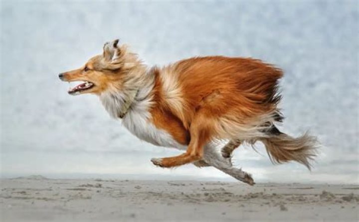 How long can a dog run?